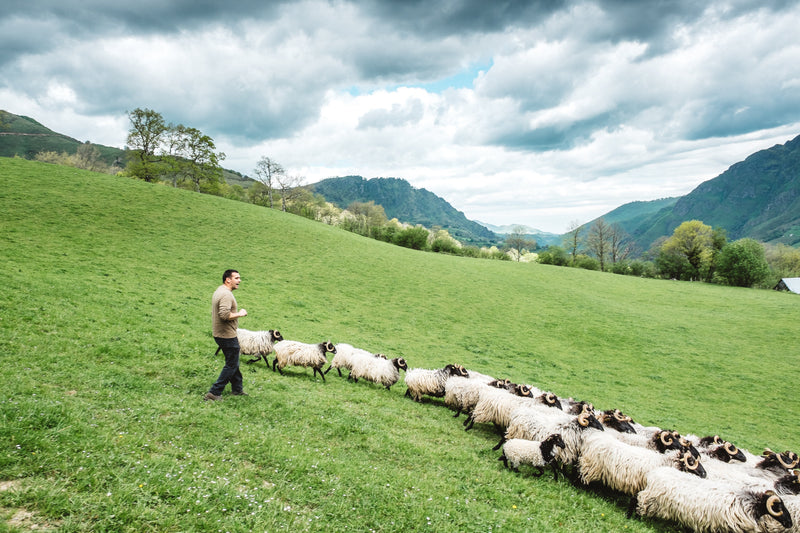 Melklam uit de Pyreneeën